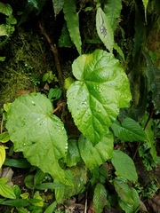 Begonia hirtella