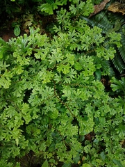 Selaginella doederleinii