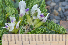 Astragalus kazbeki
