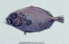 Pseudocyttus maculatus