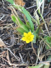 Hypoxis decumbens