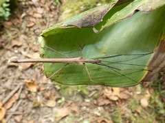Pseudophasma unicolor