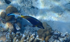 Acanthurus japonicus