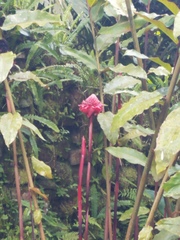 Etlingera elatior