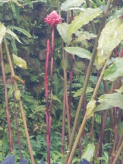 Etlingera elatior