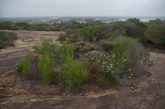 Verticordia minutiflora