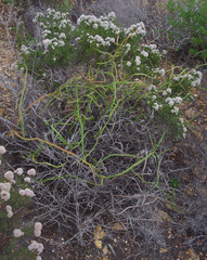 Verticordia minutiflora