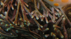 Amphiroa anceps
