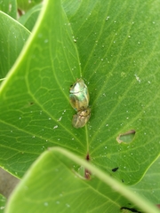 Aspidimorpha puncticosta