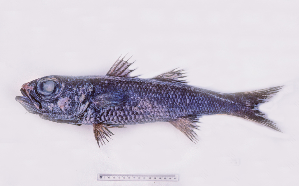 Bigeye (Epigonus telescopus) — Epigonidae