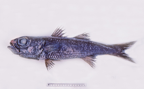 Bigeye (Epigonus telescopus) — Epigonidae