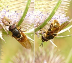 Callicera aurata