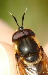 Callicera aurata