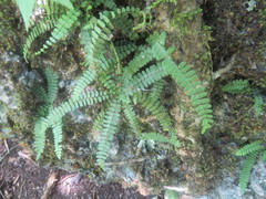 Asplenium monanthes