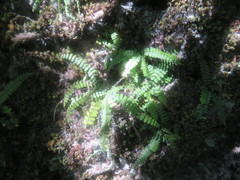 Asplenium monanthes