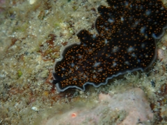 Acanthozoon