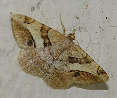 Chiasmia interrupta