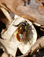 Cheilosia chrysocoma