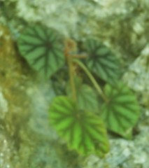 Begonia plebeja