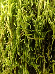 Pterigynandrum filiforme