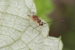 Stenopsocidae