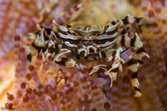 Zebrida adamsii