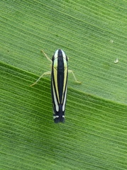 Image of Fusigonalia lativittata