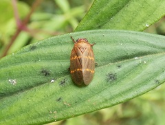 Sphenorhina huggerti