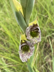 Gladiolus ecklonii image