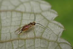 Stenopsocidae