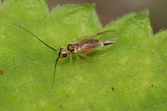 Stenopsocidae