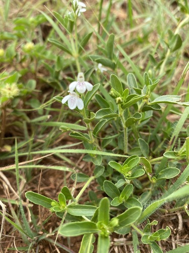 Justicia anagalloides image