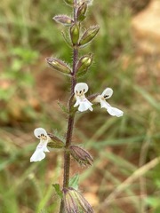 Stachys nigricans