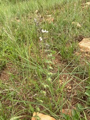 Stachys nigricans