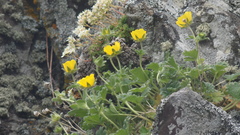 Potentilla fragiformis