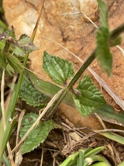 Stachys nigricans