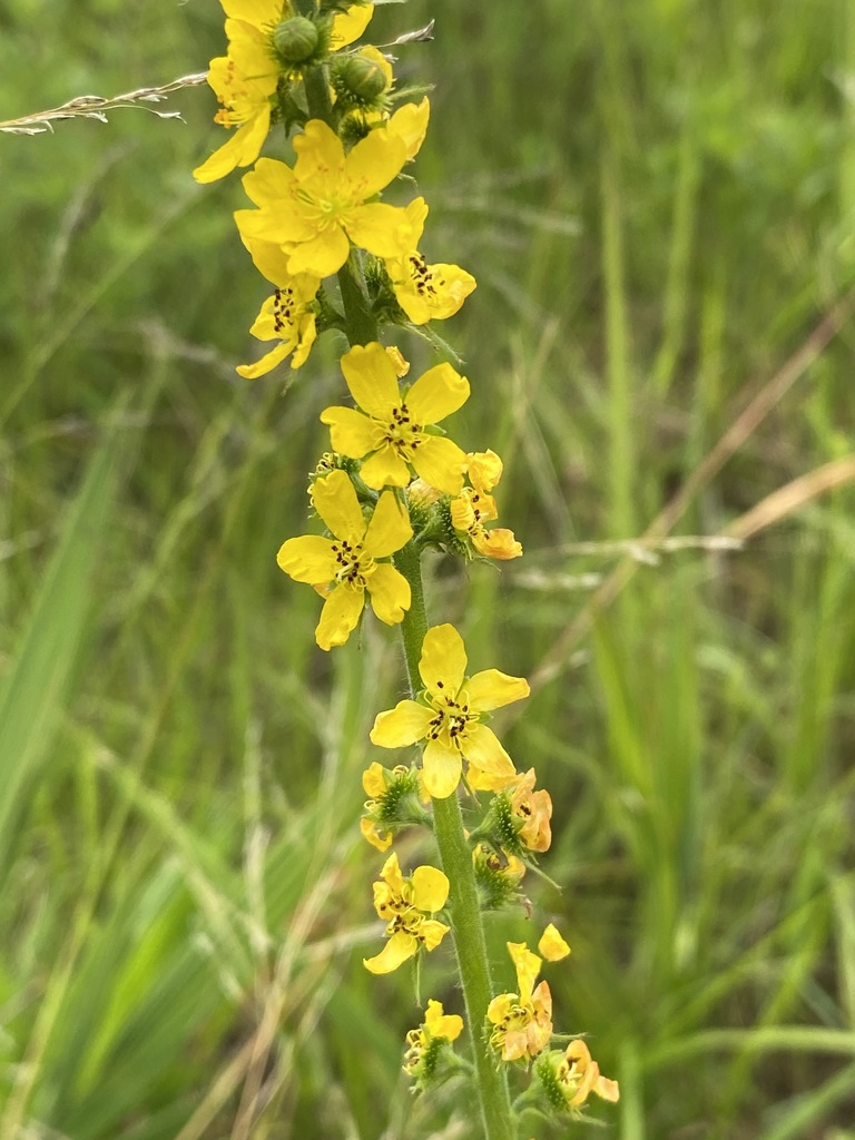 Agrimonie