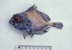 Oreosoma atlanticum