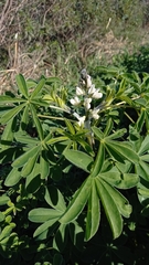 Lupinus albus