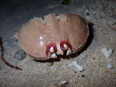Calappa bilineata