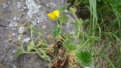 Potentilla fragiformis