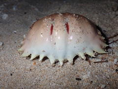 Calappa bilineata