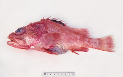 Trachyscorpia eschmeyeri