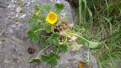 Potentilla fragiformis