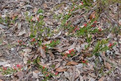 Adenanthos