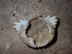 Calappa bilineata