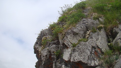 Potentilla fragiformis