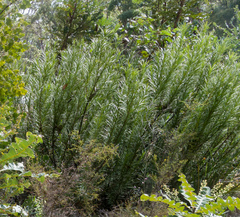 Podocarpus drouynianus