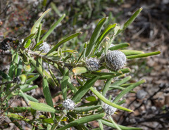 Isopogon sphaerocephalus