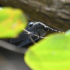 Onychothemis testacea